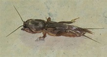 Mole Cricket from Iraq - What's That Bug?