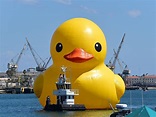 Enormous Rubber Duck In Canada Is Counterfeit, Artist Alleges | WSIU