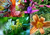 Hermosas imágenes de flores exoticas y nativas – Información imágenes
