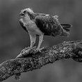 Winner - Martin Hancock ARPS - Osprey Study