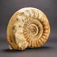 Giant Ammonite Fossil - Astro Gallery - Touch of Modern