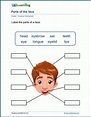 Parts of the Face Worksheet | K5 Learning