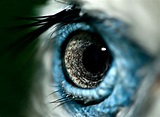 Birds Eye by Henrik Vind / 500px | Wild eyes, Birds eye, Eyes