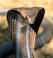 What Is A King Cobra?