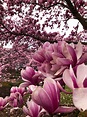 Magnolia trees are in full bloom at the Smithsonian Castle : r/smithsonian