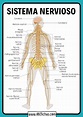 Partes del sistema nervioso humano - ABC Fichas
