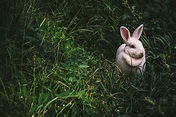 Bunny Breed Guide: New Zealand White Rabbit - PetHelpful