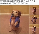 30 Funny Dog Memes to Make You Howl With Laughter - Cute Dog MemesBest Life