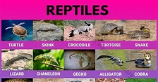 Reptiles: Helpful List of 27 Names of Reptiles in English - Visual ...