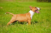 Bull Terrier | Dog Breed Facts and Information - Wag! Dog Walking
