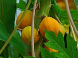 Archivo:Carica papaya 005.JPG - Wikipedia, la enciclopedia libre