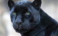 Blue panther, feline, big cat, black, wildlife, panther, HD wallpaper ...