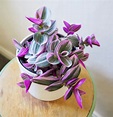 Tradescantia nanouk Care Guide – HOUSE PLANT HOUSE