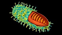 Investigadores colombianos descubren cómo se transporta el virus de la ...