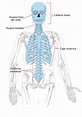 Esqueleto axial: definición, anatomía, función, partes y más