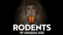 Film Review: “Rodents of Unusual Size” Are the Real Deal | Film ...