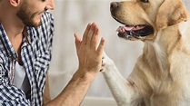Pets ganharam importância extrema para a saúde emocional dos tutores na ...