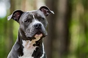 American Staffordshire Terrier Steckbrief | Charakter, Wesen & Haltung