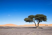 Plants That Grow In The Sahara Desert - WorldAtlas