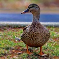 Female Mallard Duck | Smithsonian Photo Contest | Smithsonian Magazine