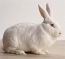Bunny Breed Guide: New Zealand White Rabbit | PetHelpful