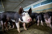 Cerdo de Berkshire - Razas de cerdos - Animales - Definiciones y conceptos