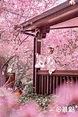 拉拉山櫻花季開跑！粉色花海X文青木屋3大賞櫻景點必訪 - 景點+
