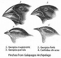 File:Darwin's finches.jpeg - Wikipedia