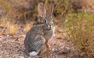 Desert Cottontail Rabbit: Breed Info, Pictures, Traits, & Facts | Pet Keen