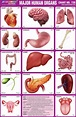Chart No. 720 - Major Human Organs