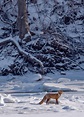 Red Fox standing on a sheet of snow-covered ice, in the middle of a ...