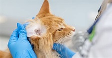 Ear Infections In Cats - PetlifeUS