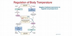 Regulation of Body Temperature - Infogram