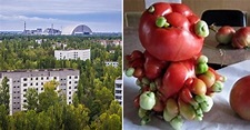 ¿Por qué las plantas de Chernóbil no murieron por la radiación?¿Qué las ...