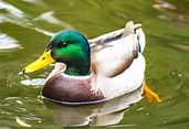 25 Types of Ducks Found in Wisconsin! (ID Guide) - Bird Watching HQ