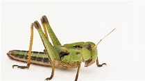 Locusts, facts and photos
