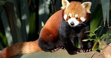 El panda rojo - Biología