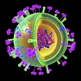 Influenza Virus Structure Photograph by Alfred Pasieka - Pixels