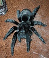NW England - Adult female Brazilian Black Tarantula (Grammostola ...