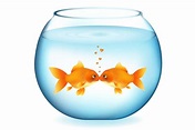 Soñando con peces de colores en el acuario, aislado en blanco | Vector ...