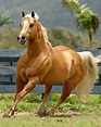 Gorgeous palomino - #gorgeous #Palomino | Horses, Beautiful horses ...