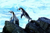PLAAN : Pingüino de Humboldt - Spheniscus humboldti (Humboldt Peruvian ...