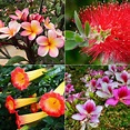 9 Plantas exóticas para enamorarse