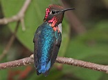 Bee Hummingbird Species - Hummingbirds Plus