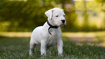 Consejos para cuidar cachorros de Dogo Argentino