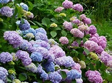 Plant Hydrangeas to Get the Best Blooms | Espoma