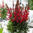 Fan Scarlet Cardinal Perennial - Live Plant - Lobelia - Very Hardy ...