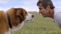 Mi Mejor Amigo El Perro Pelicula Completa - Citas Romanticas Para ...