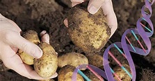 Breaking: The U.S. Approved Three Types of Genetically Modified Potatoes