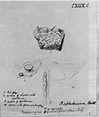 Babington and Mitten's sketch of Baeomyces splachnirima for "Flora ...